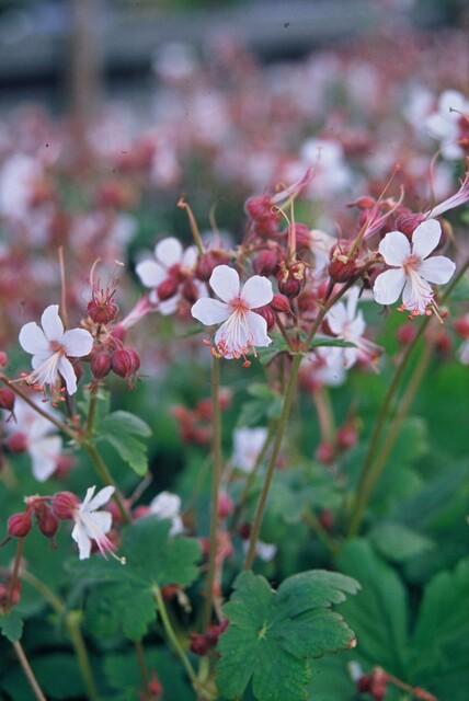 🌸 Geranium ‘Spessart’ – Winterharde Geurende Bodembedekker (6 stuks)