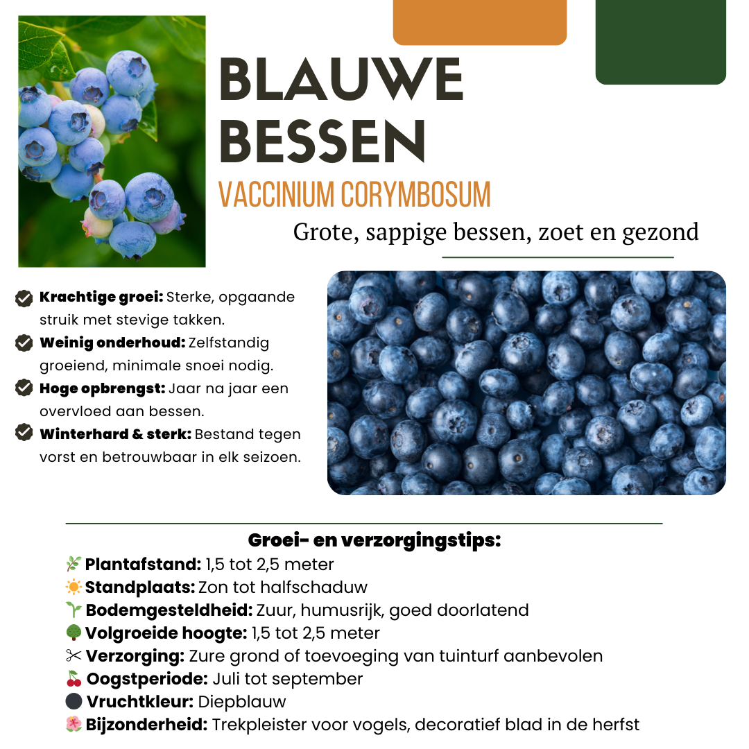 🍓 BIO Fruitplanten Mix ‘Vruchten Feestje’ (3 Stuks)