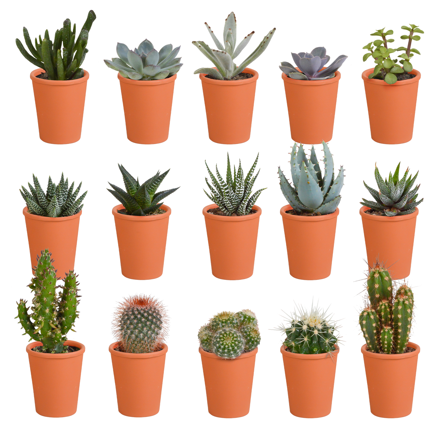 🌵 Cactus & Vetplanten Mix  In terracotta pot – (15 stuks)