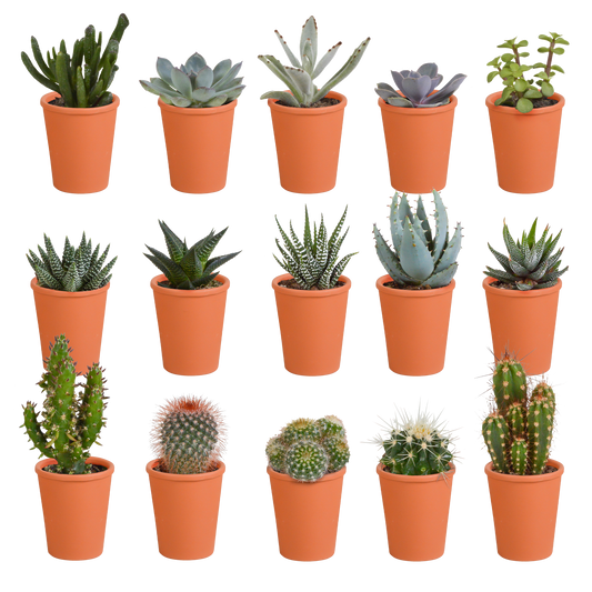 🌵 Cactus & Vetplanten Mix  In terracotta pot – (15 stuks)