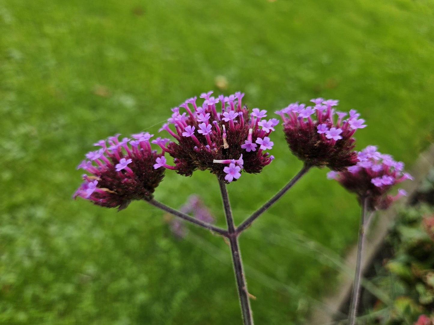 🌸 Verbena bonariensis ‘Lollipop’ – IJzerhard (6 Stuks)