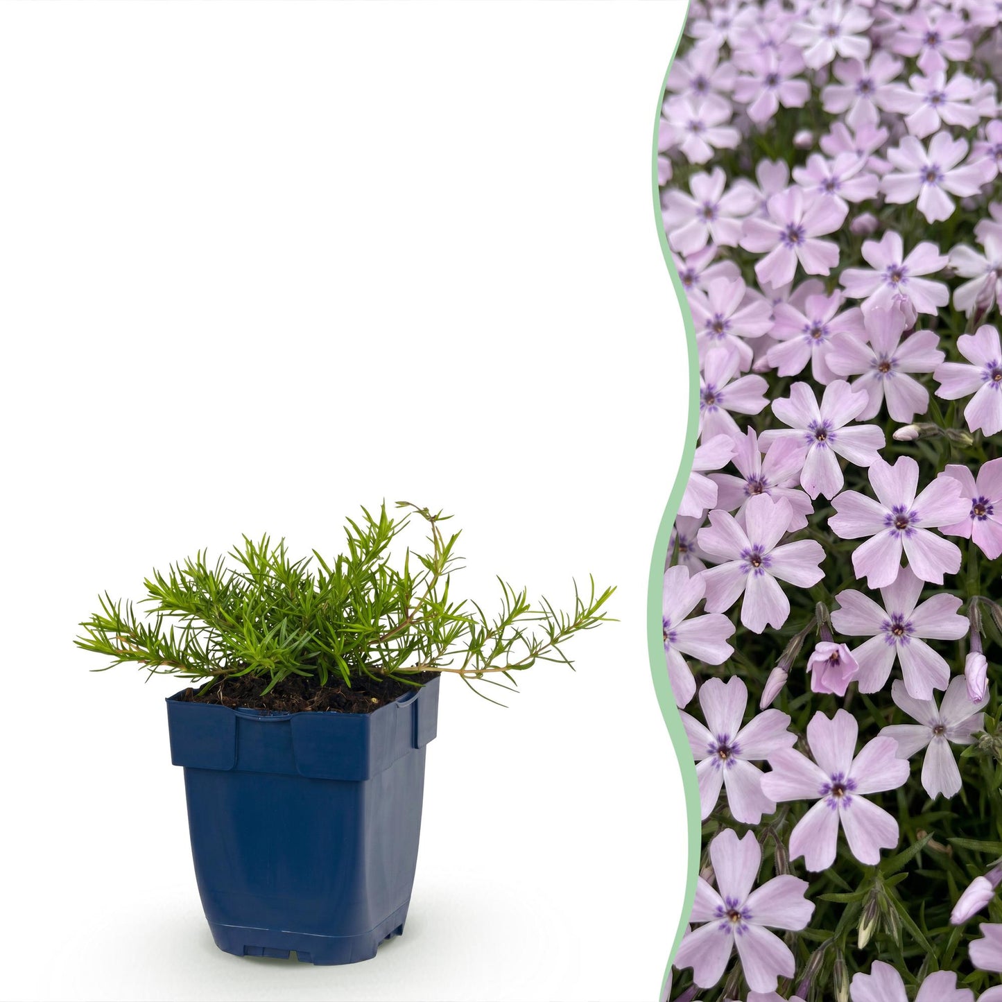 🌿 Phlox subulata 'Benita' – Blauwe Vlambloem | 3 stuks