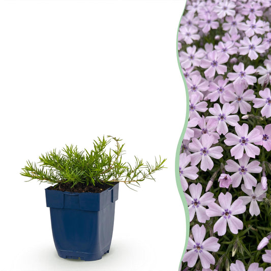 🌿 Phlox subulata 'Benita' – Blauwe Vlambloem | 3 stuks