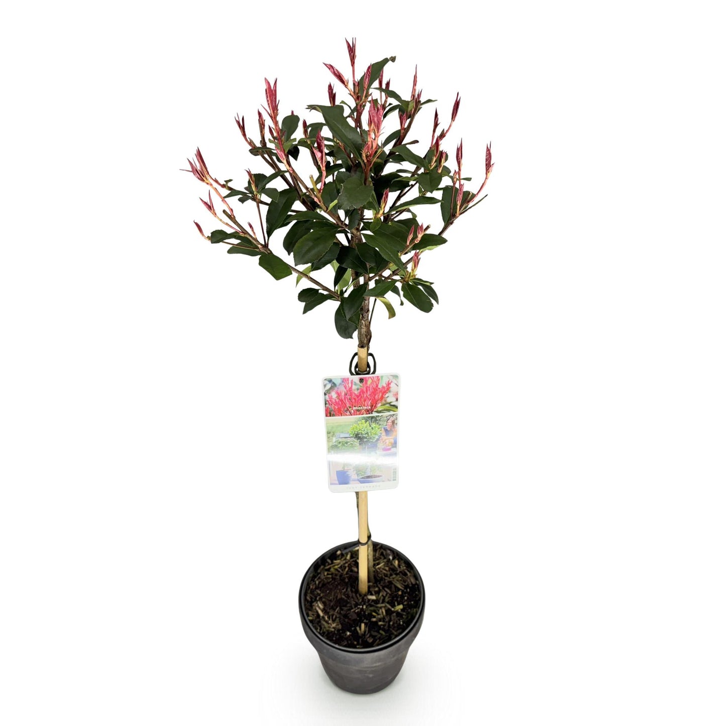 🌿 Photinia fraseri ‘Carré Rouge’ | Terrasplant (XL)