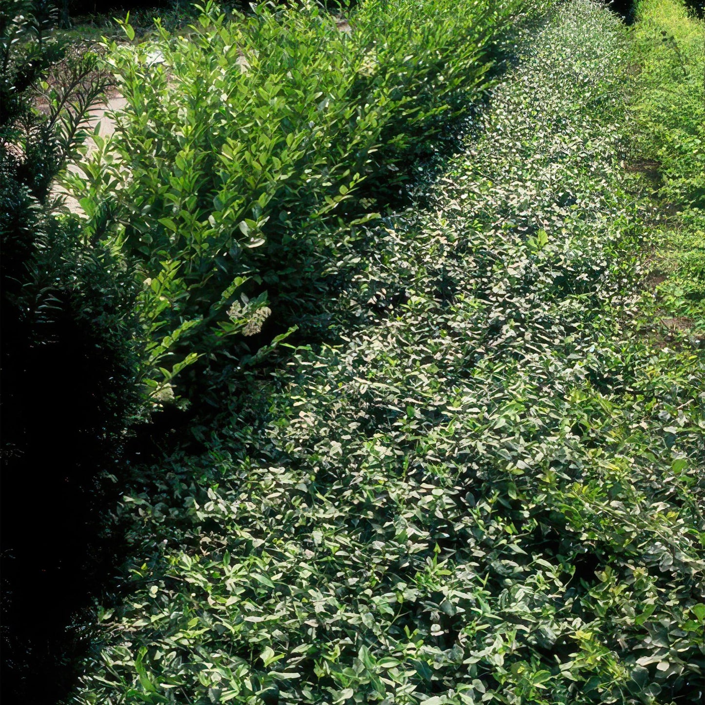 🌿 Euonymus fortunei ‘Radicans’ | Bodembedekker (24 Stuks)