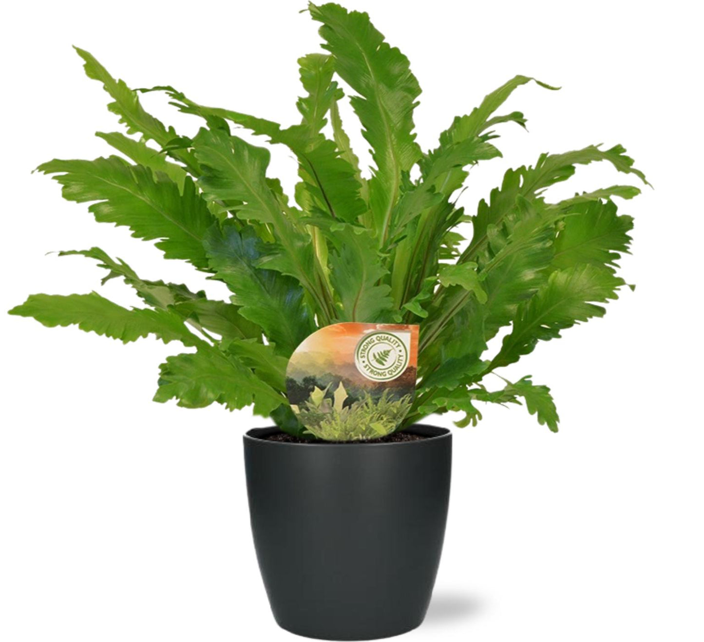 🌿 Asplenium Campio + Brussels Pot Antraciet | Nestvaren Set