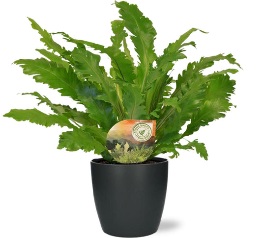 🌿 Asplenium Campio + Brussels Pot Antraciet | Nestvaren Set