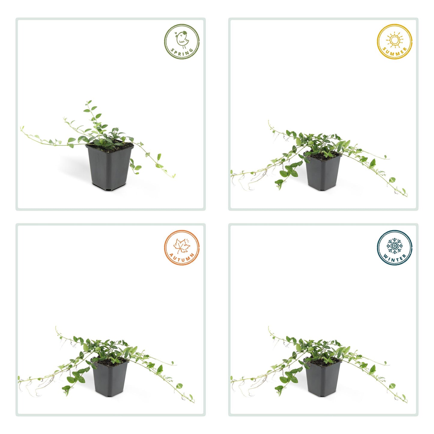 🌿 Vinca minor ‘Alba’ – Winterharde Witte Bodembedekker (6 stuks)