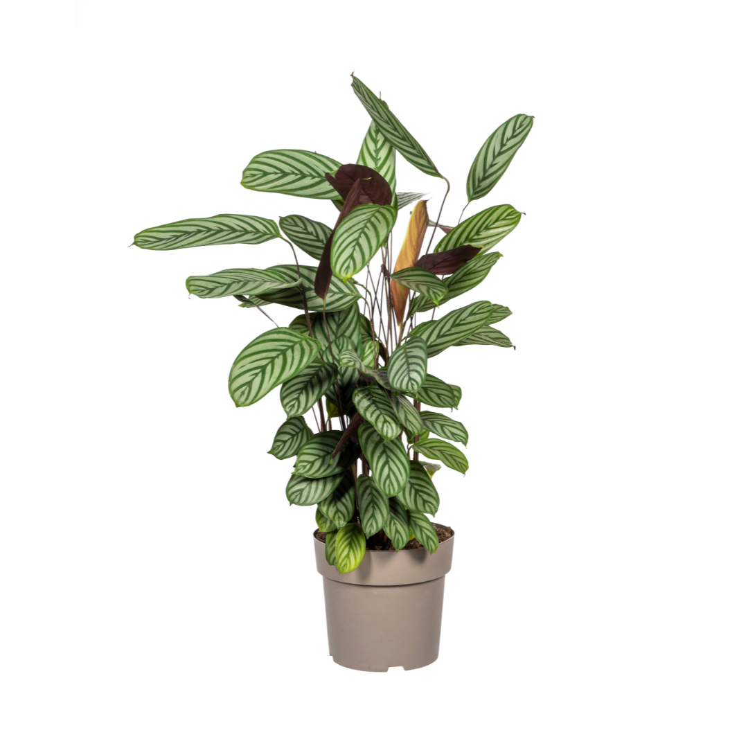🌿 Calathea Oppenheimiana