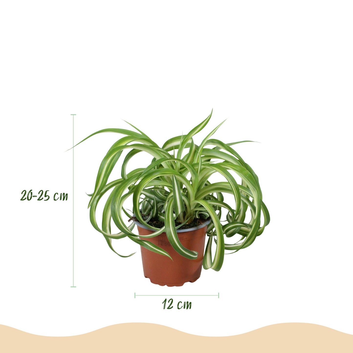 Chlorophytum comosum ‘Bonnie’ – Krullende Graslelie | (4 stuks)