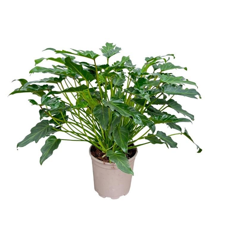 🌿 Philodendron Xanadu