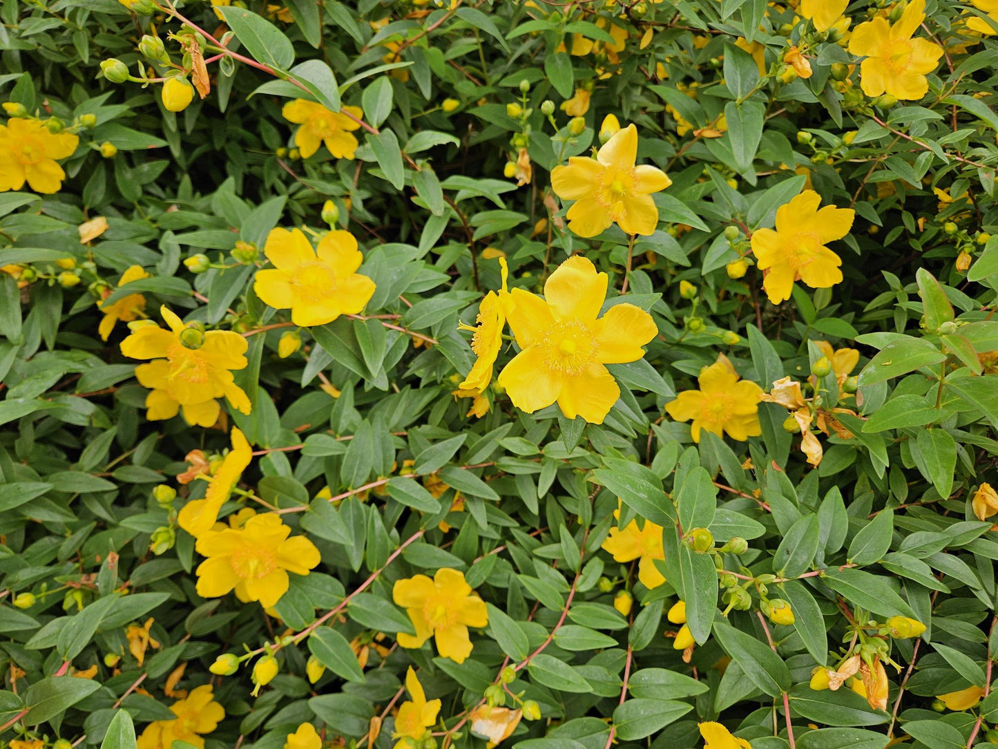 🌿 Hypericum dummeri ‘Peter Dummer’ – Winterharde Geelbloeiende Bodembedekker (6 stuks)