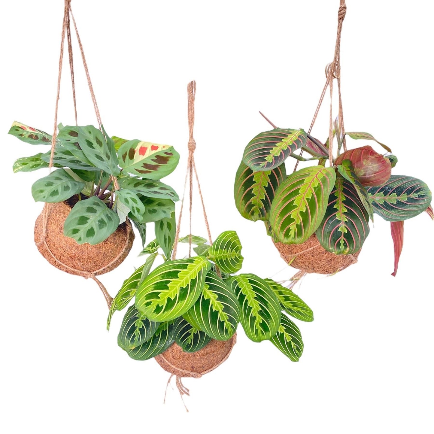 🌿 Kokodama Maranta Mix | Diervriendelijke Set (3 Stuks)