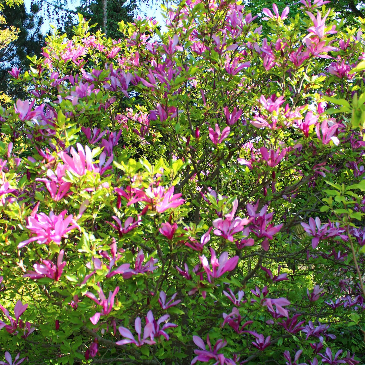 🌸 Magnolia ‘Susan’ – Magnolia