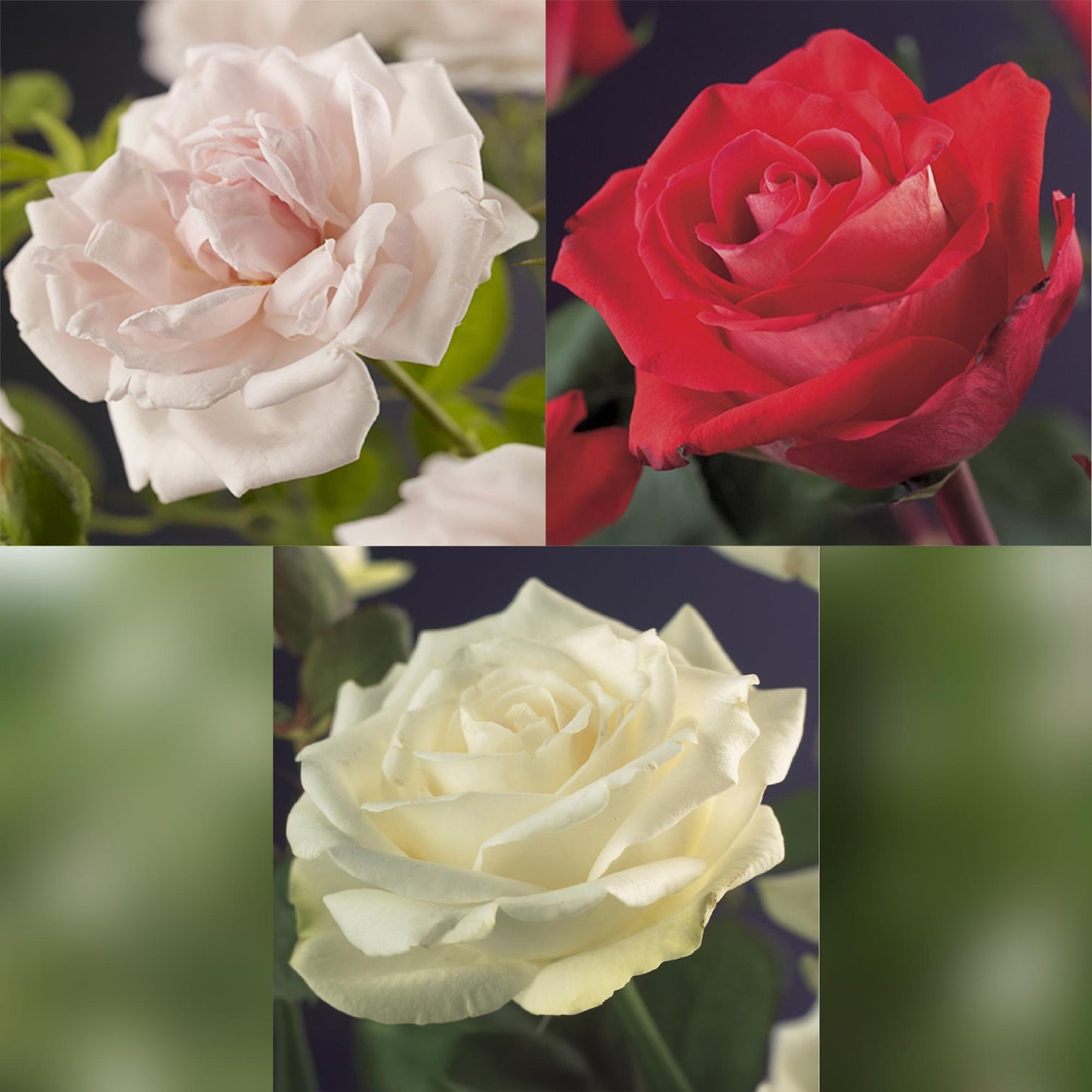🌹 Rosa ‘Tricolour’ – Klimroos (3 Stuks)