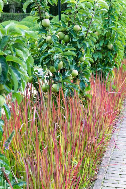 🌾 Imperata cylindrica ‘Red Baron’ | Japans Bloedgras (12 Stuks)