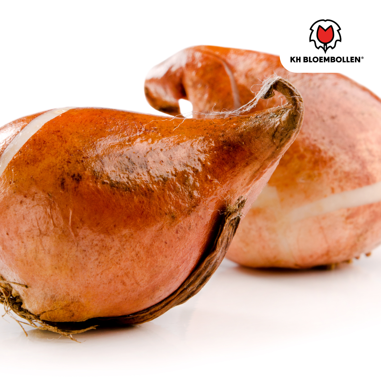 🌷 Tulpenbollen ‘Tres Chic Mix’ – Rood, Geel & Witte Tulpen (20 Stuks)