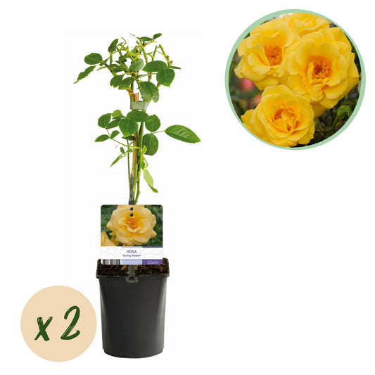 🌼 Rosa ‘Spring Queen’ – Klimroos (2 Stuks)