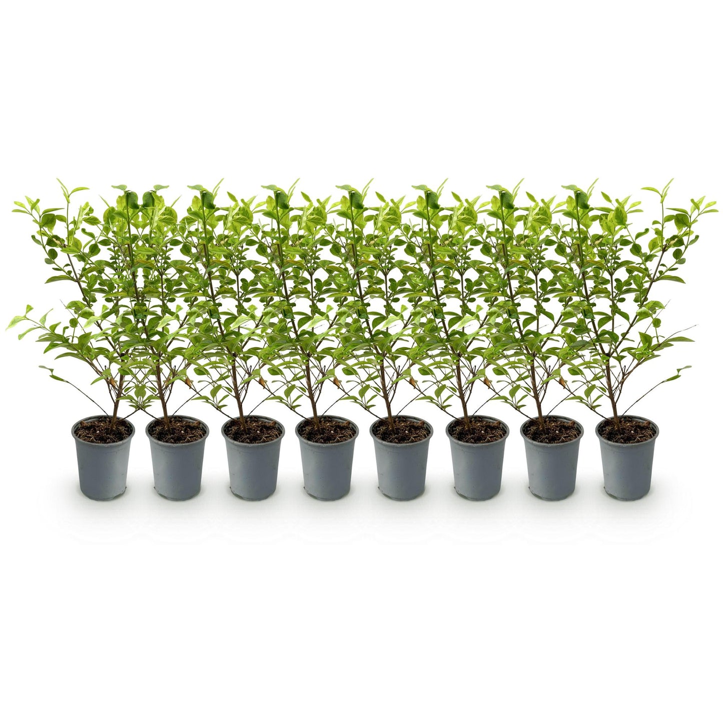🌿 Ligustrum ovalifolium ‘Aureum’ | Bonte Ligusterhaag (8 Stuks)