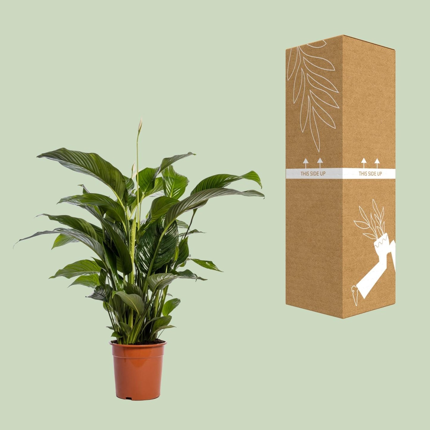 🌿 Spathiphyllum ‘Bellini’ Lepelplant