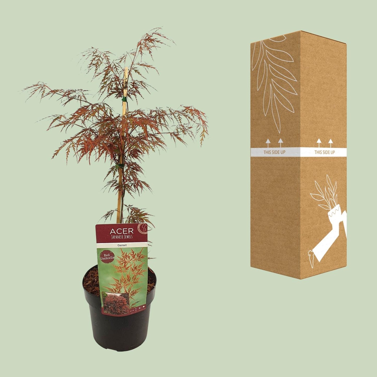 🍁 Acer palmatum ‘Garnet’ – Japanse Esdoorn
