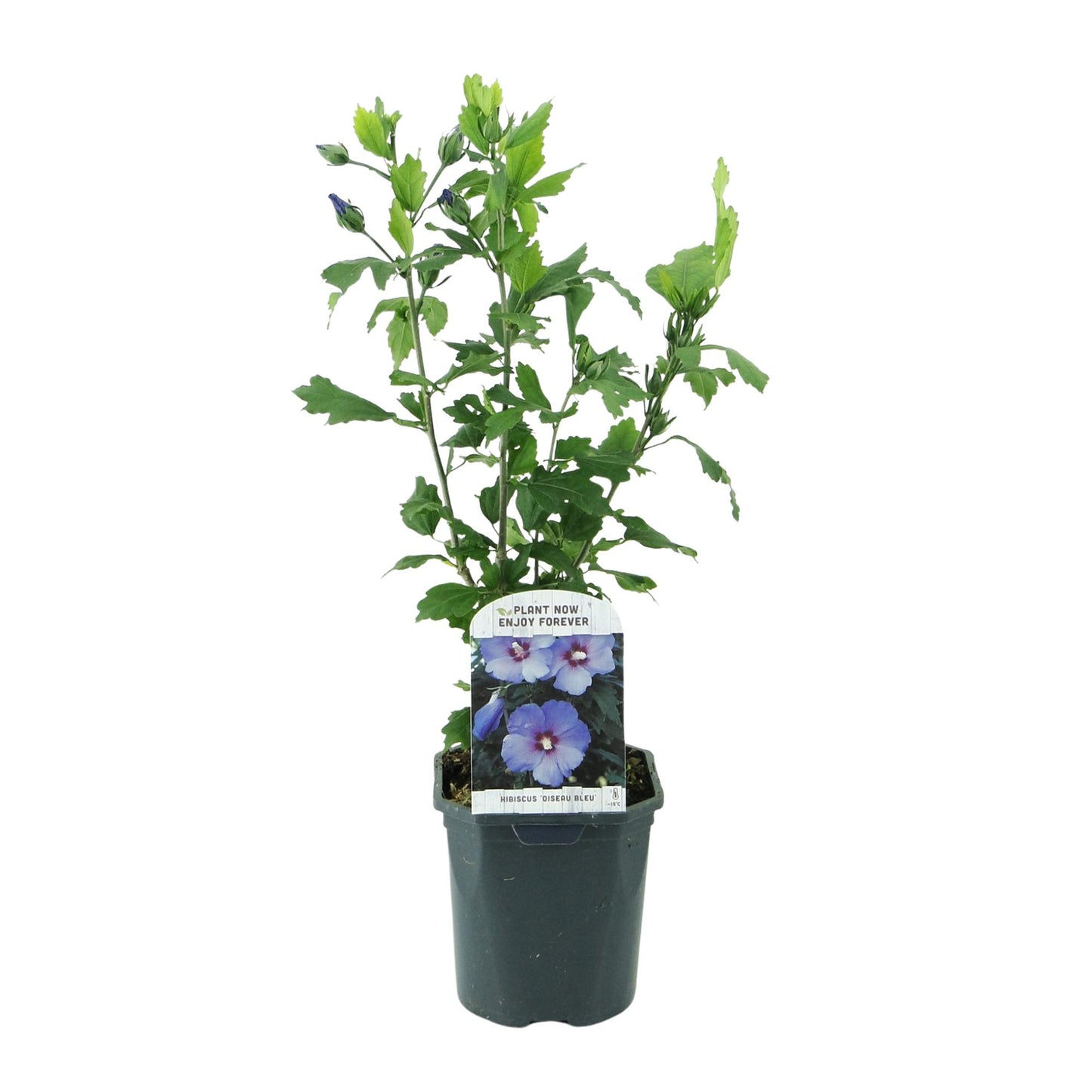 💙 Hibiscus syriacus ‘Oiseau Blue’ – Hibiscus