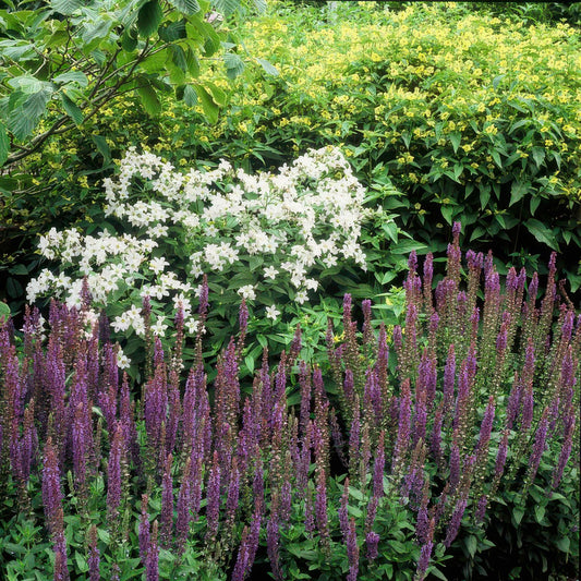 🌸 Salvia nemorosa ‘Ostfriesland’ – Salie (6 Stuks)