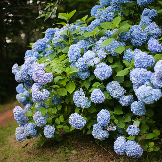 💙 Hydrangea macrophylla – Blauwe Hortensia