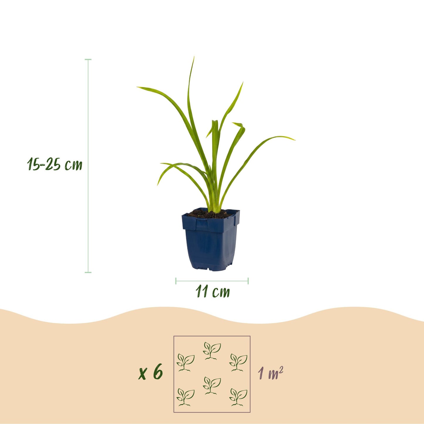 🌿 Hemerocallis 'Summer Wine' – Paarse Daglelie | 3 stuks