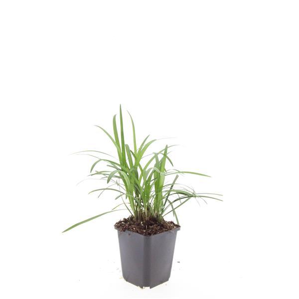 🌿 Liriope muscari 'Monroe White' | Leliegras (48 Stuks)