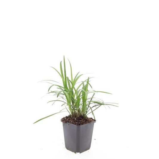 🌿 Liriope muscari 'Monroe White' | Leliegras (48 Stuks)