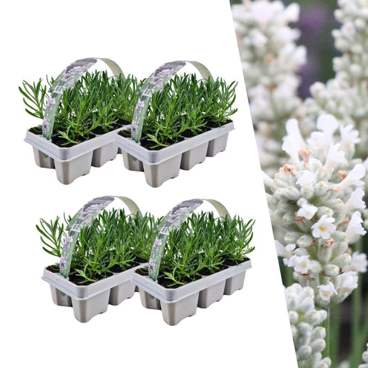 🤍 Lavandula angustifolia ‘White’ – Witte Lavendel (24 stuks)