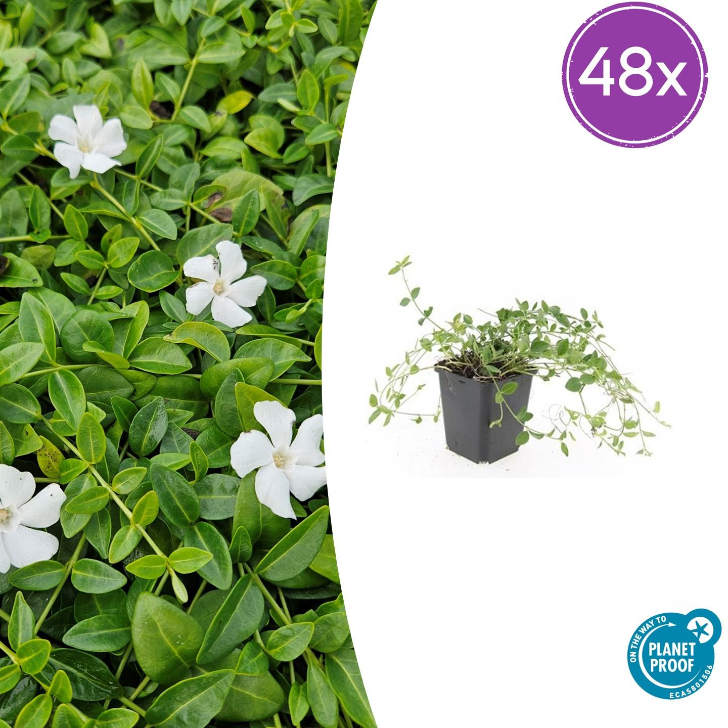 🌿 Vinca minor ‘Gertrude Jekyll’ – Winterharde Witte Bodembedekker (48 stuks – ca. 4–8 m²)
