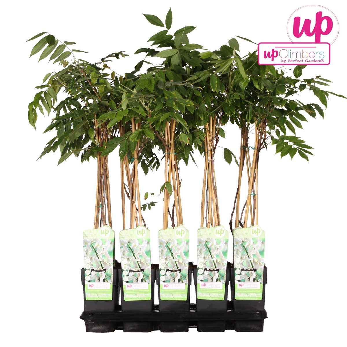 🤍 Wisteria floribunda ‘Alba’ – Witte Blauwe Regen