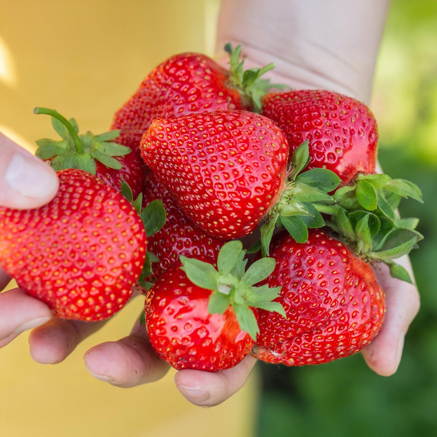 🍓 Fragaria ‘Maxim’ – Aardbeiplant | (6 stuks)