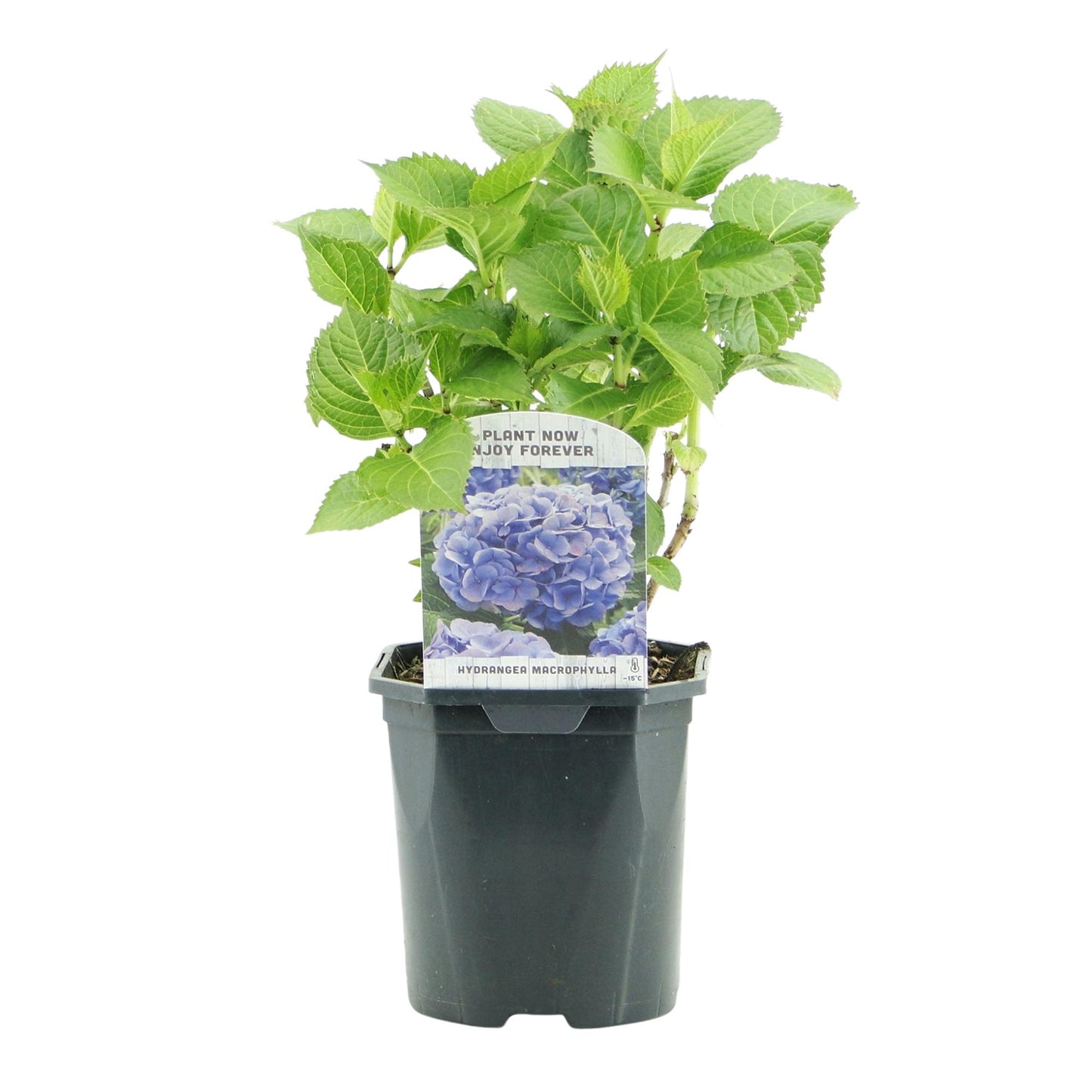🌸 Hydrangea macrophylla – Blauwe Hortensia (3 Stuks)
