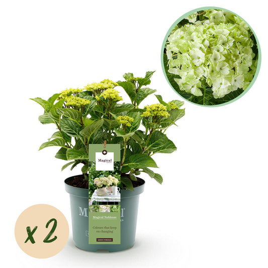 🤍 Hydrangea ‘Magical Noblesse’ – Witte Hortensia | (2 stuks)