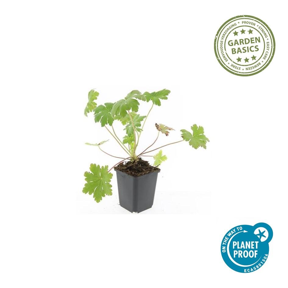 🌸 Charmante Geranium ‘Ingwersen’s Var.’ – Geurende Bodembedekker – 6 stuks