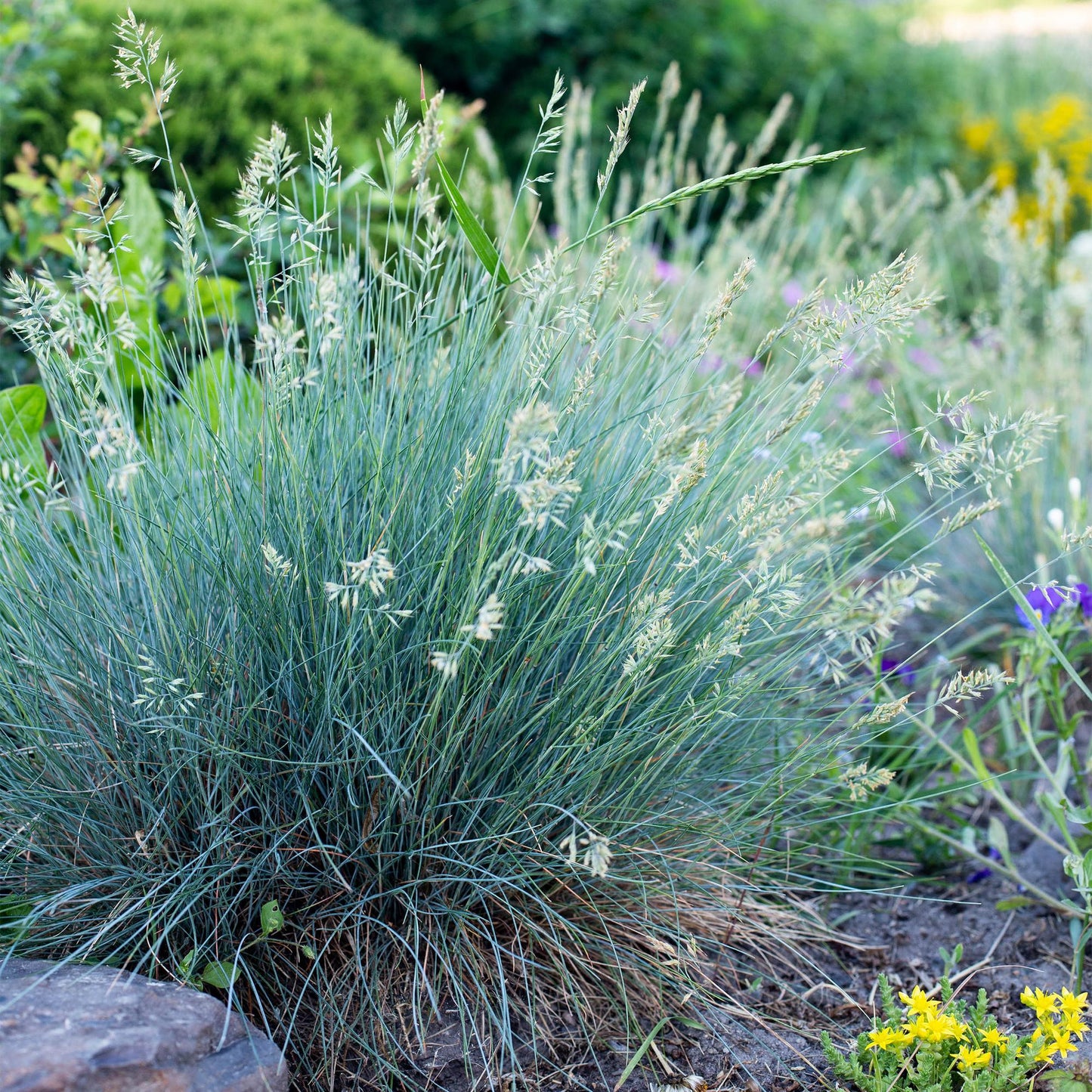 🔵 Festuca glauca ‘Intense Blue’ – Blauw Siergras | (4 stuks)