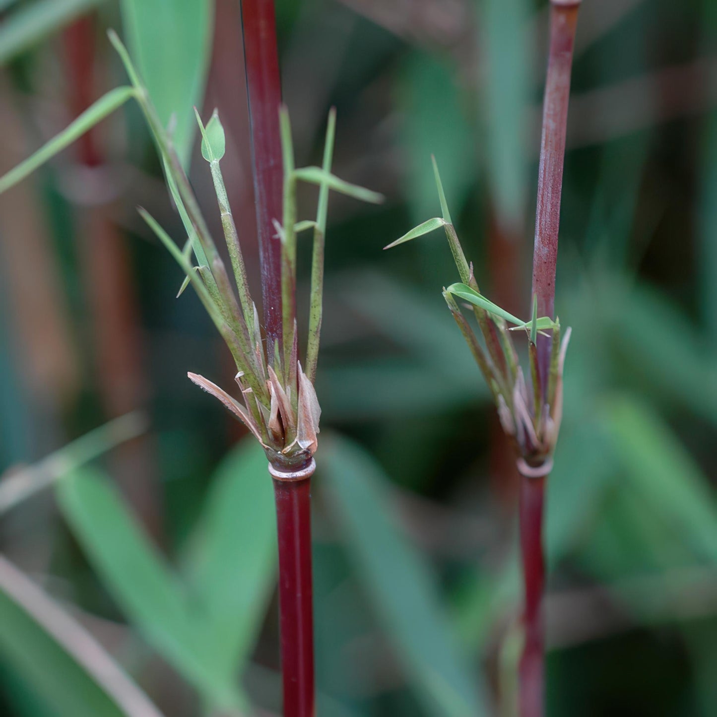🌿 Bamboe ‘Fargesia Red Dragon’ – Niet Woekerende Bamboe