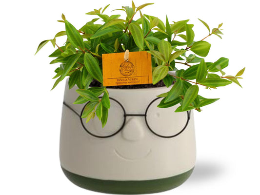 🌱 Peperomia ‘Rocca Vivace’ – Compacte Tropische Kamerplant in Designpot – Ø11 cm