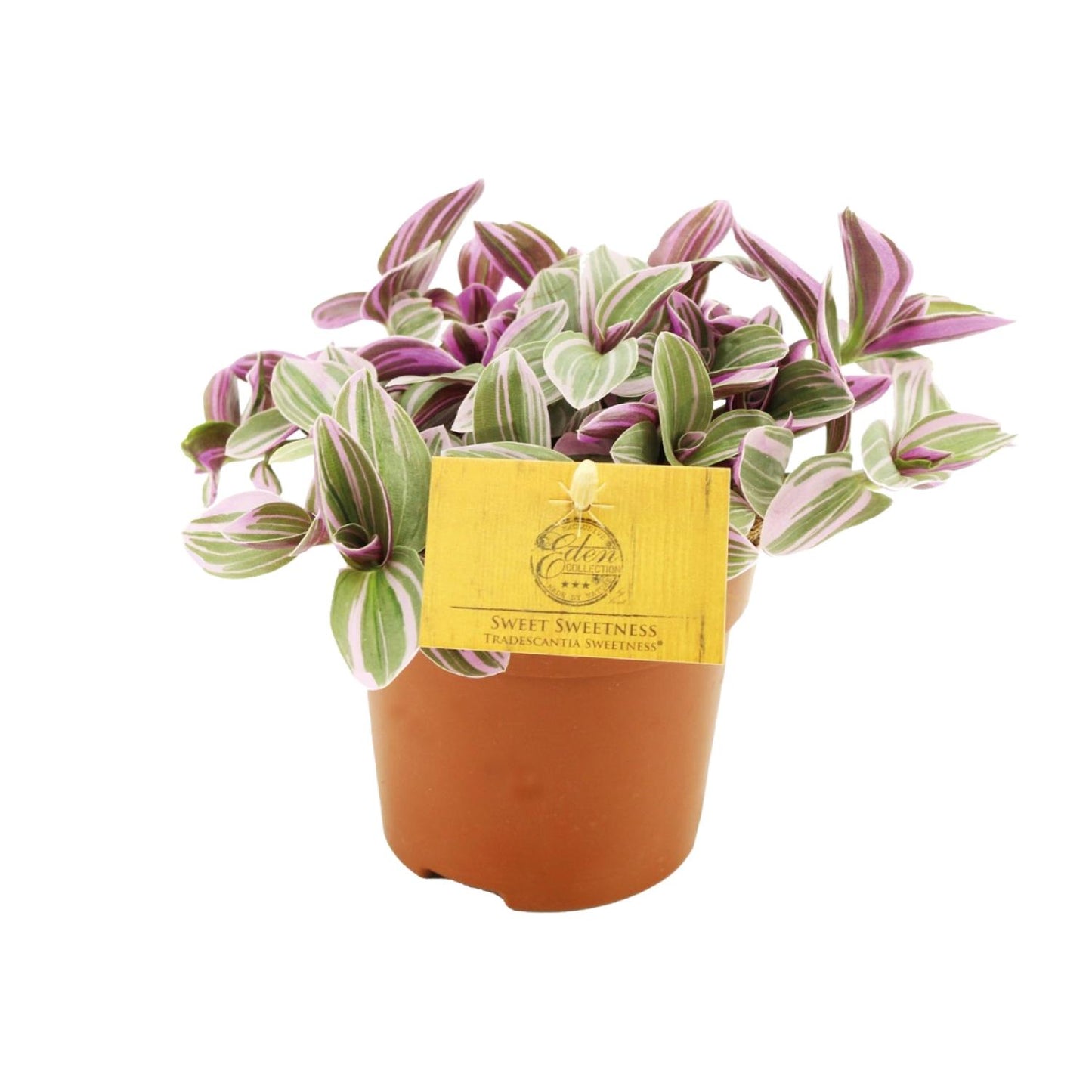 🌿 Tradescantia Sweetness | Makkelijke Hangplant