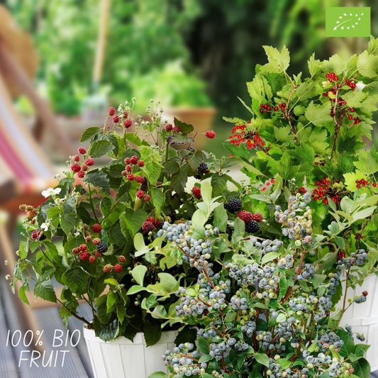 🍓 BIO Fruitplanten Mix ‘Vruchten Oase’ (5 Stuks)