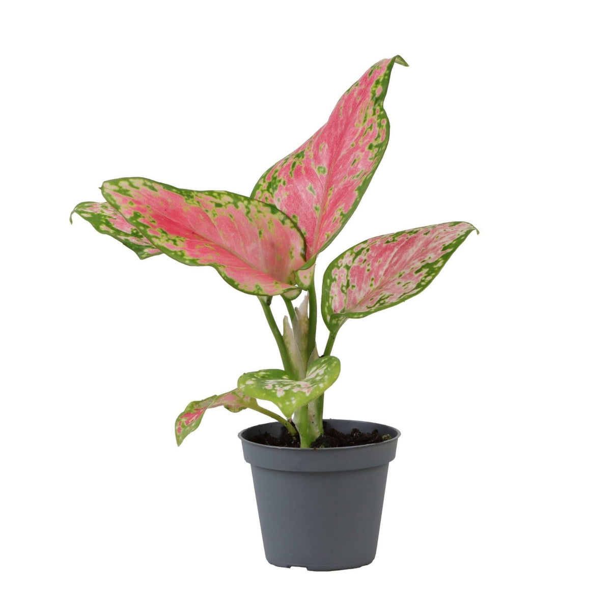 💗 Aglaonema ‘Red Valentine’ – Roze tropische kamerplant