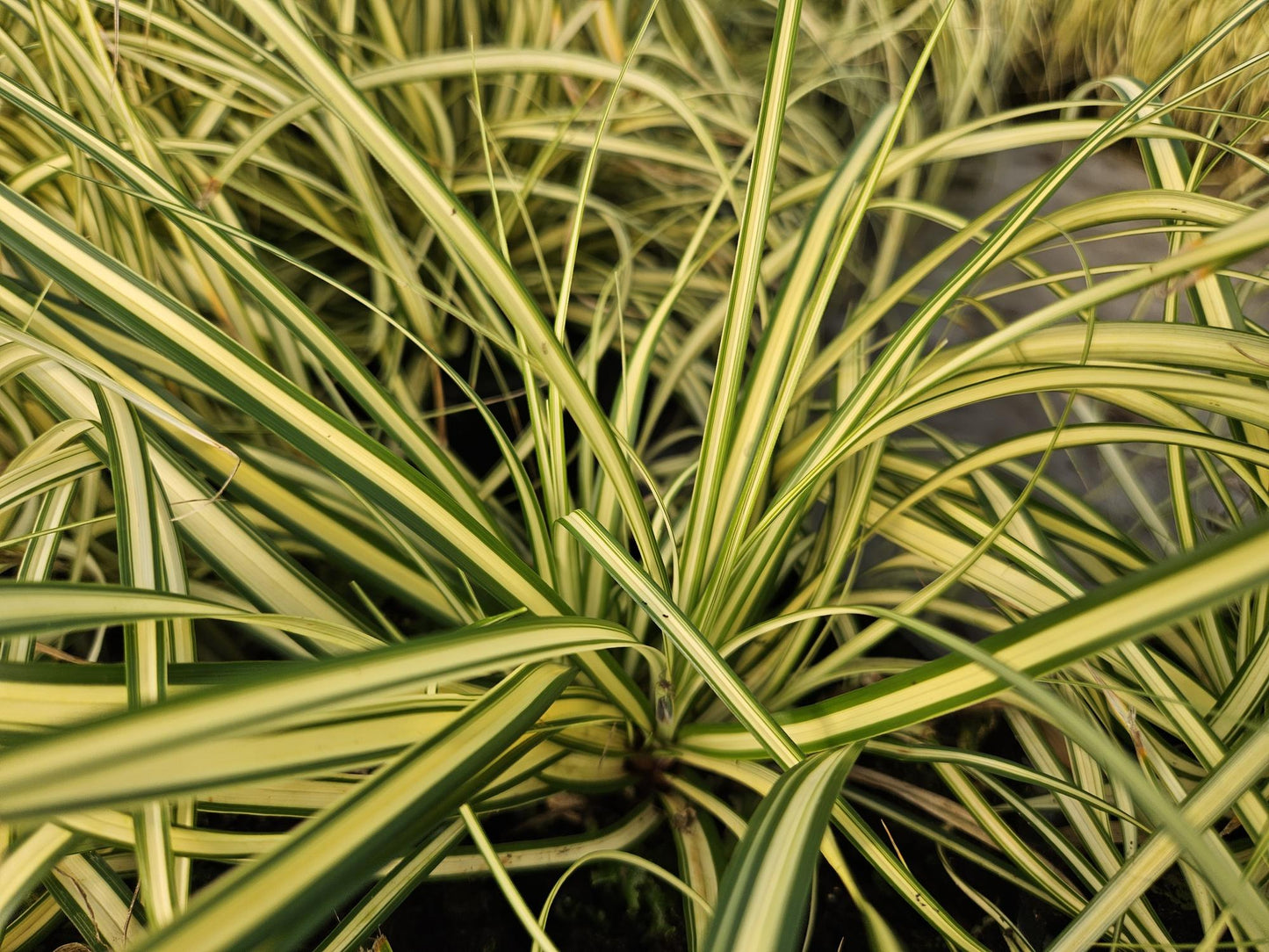 🌾 Carex ‘Evergold’ – Wintergroen Siergras voor Zon & Halfschaduw (24 stuks)