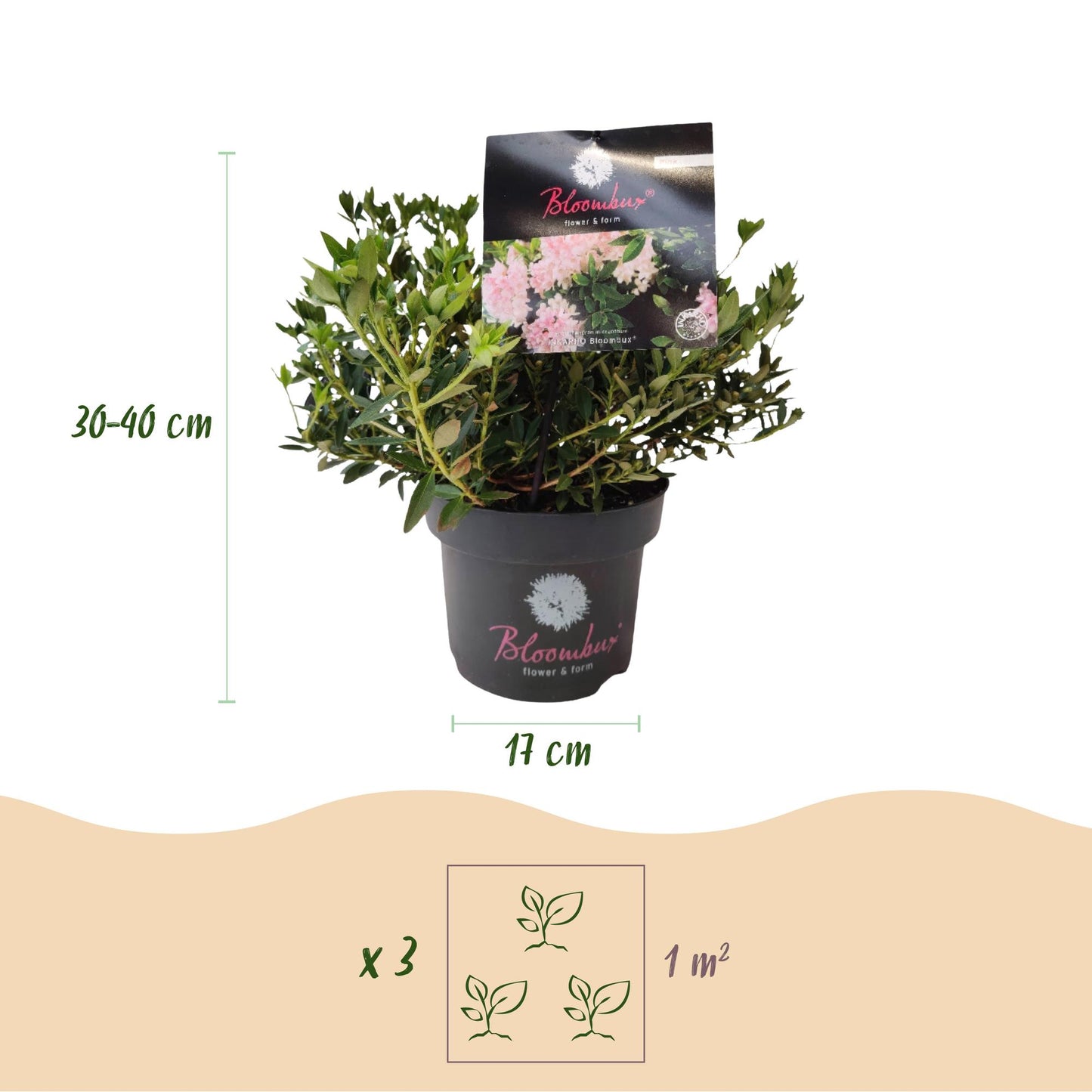 🌸 Rhododendron ‘Bloombux Light Pink’ – Dwerg Rhododendron | (4 stuks)