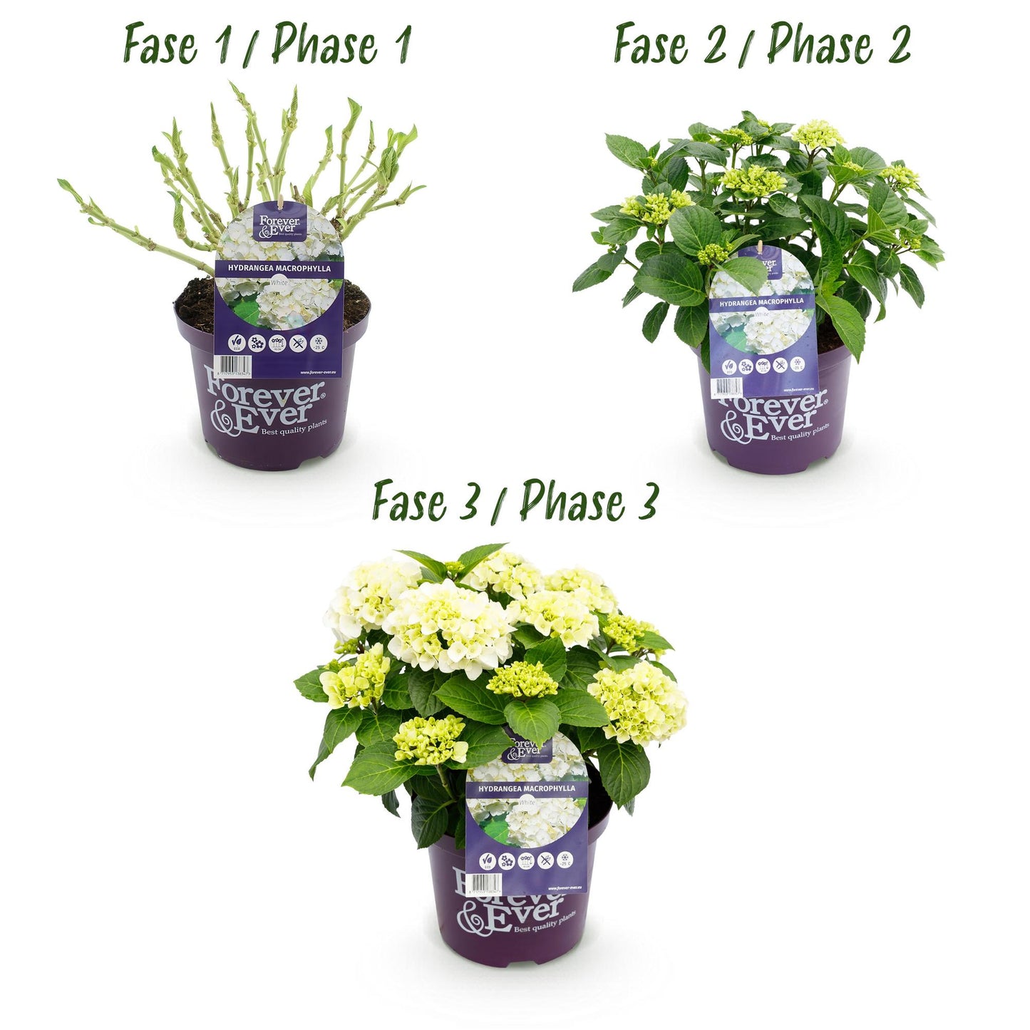 🤍 Hydrangea Forever & Ever Wit – Hortensia | (2 stuks)