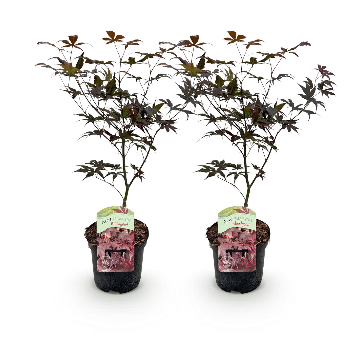 🌳 Acer palmatum ‘Bloodgood’ – Japanse Esdoorn (2 Stuks)