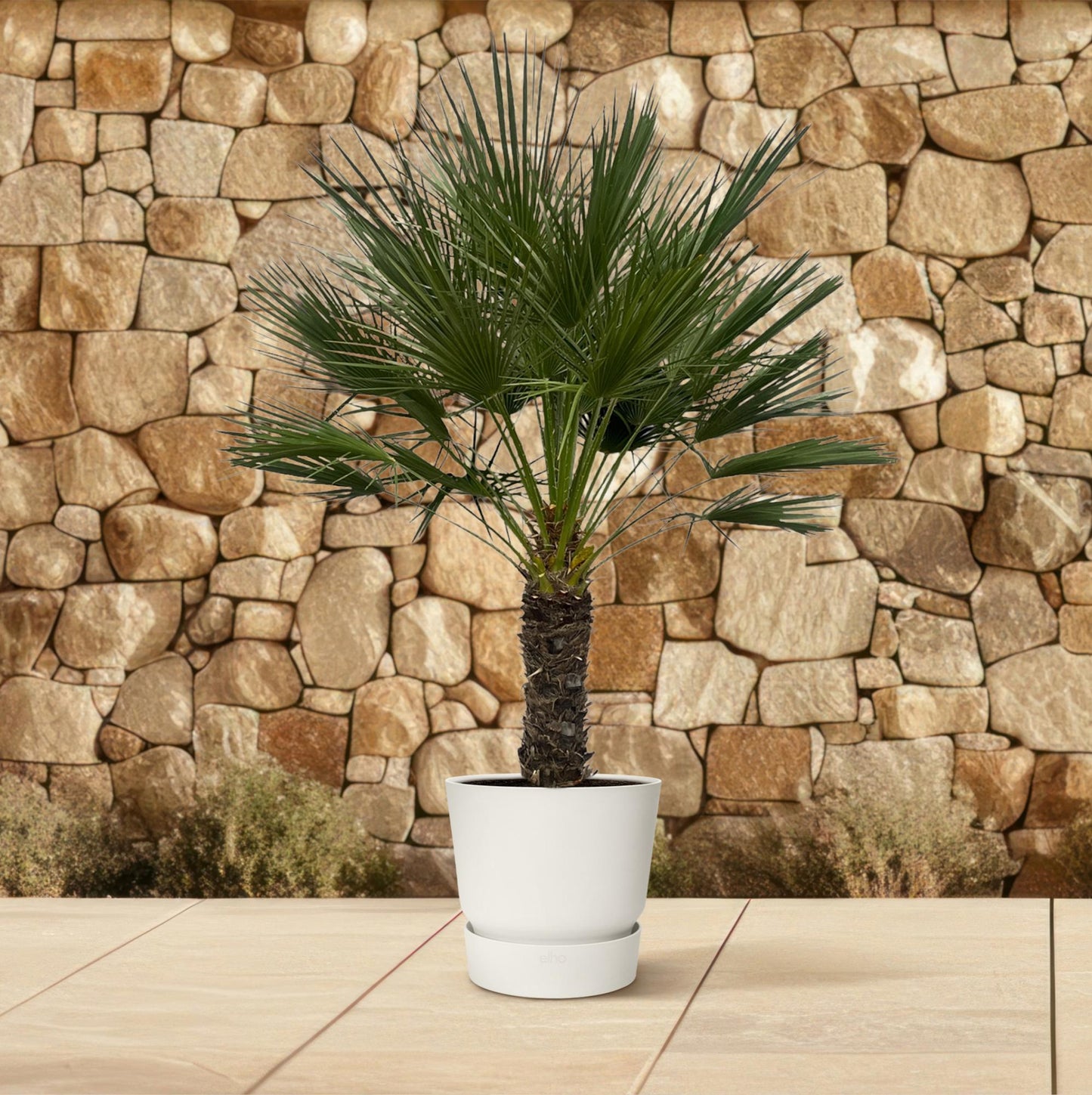 🌴 Chamaerops Humilis op stam – Europese Dwergpalm | 150 cm