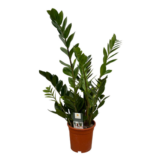 🌿 Zamioculcas – 75 cm – Ø17 cm